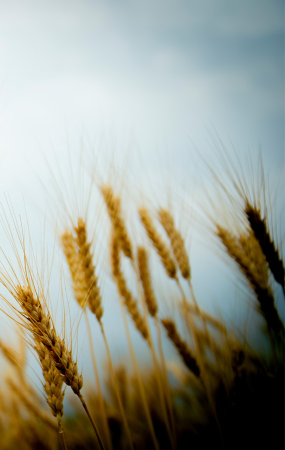 second august undertakes number of research projects on scientific design and graphical illustration